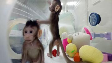 Cloned Macaques image link to story
