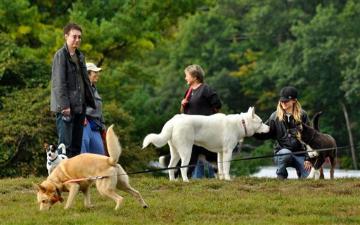 Dogs in a park (AP Images/Heather Ainsworth). image link to story