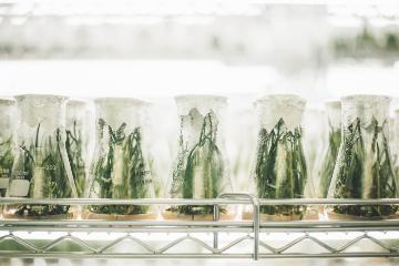 5 plants in experiment glass. Photo by Chuttersnap, Unsplash.