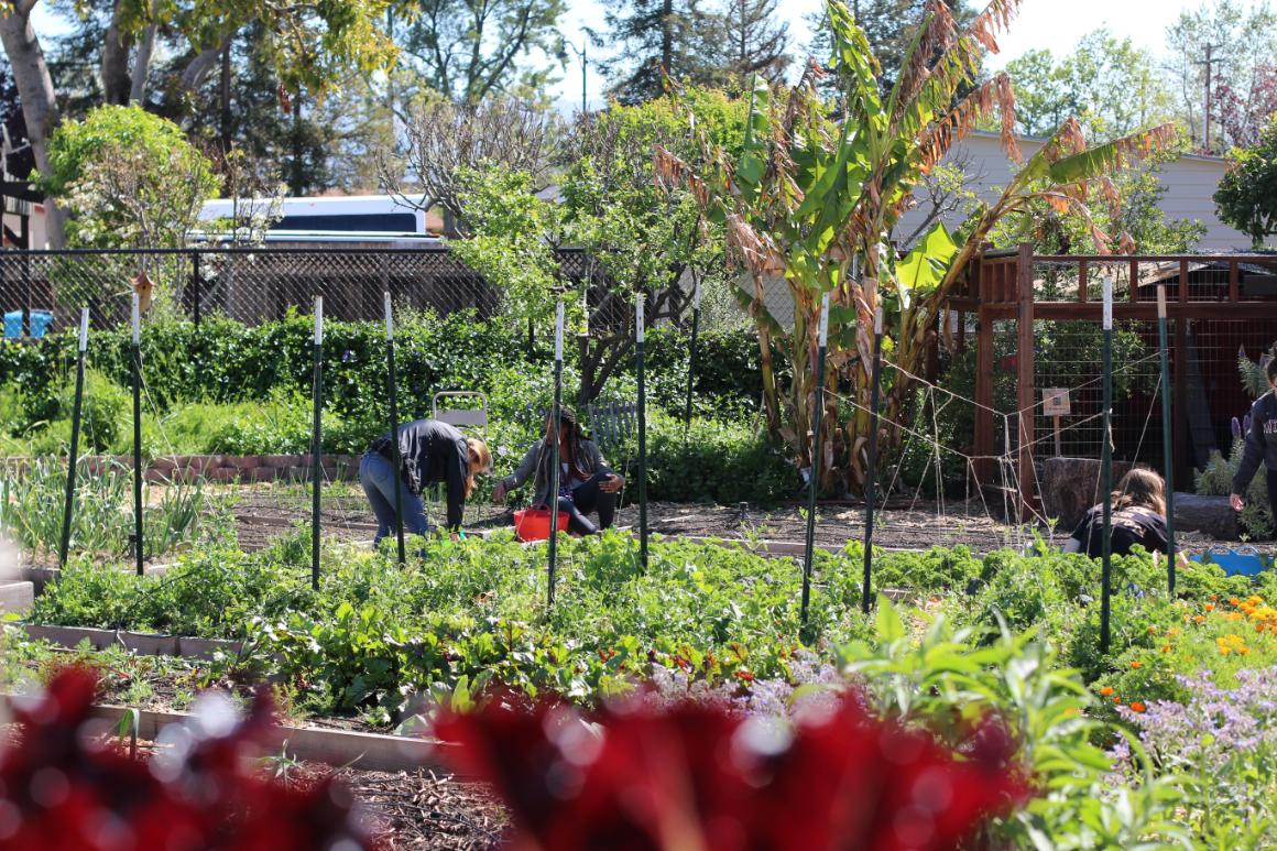 Volunteers help plant vegetables during drop-in volunteer hours at the Forge