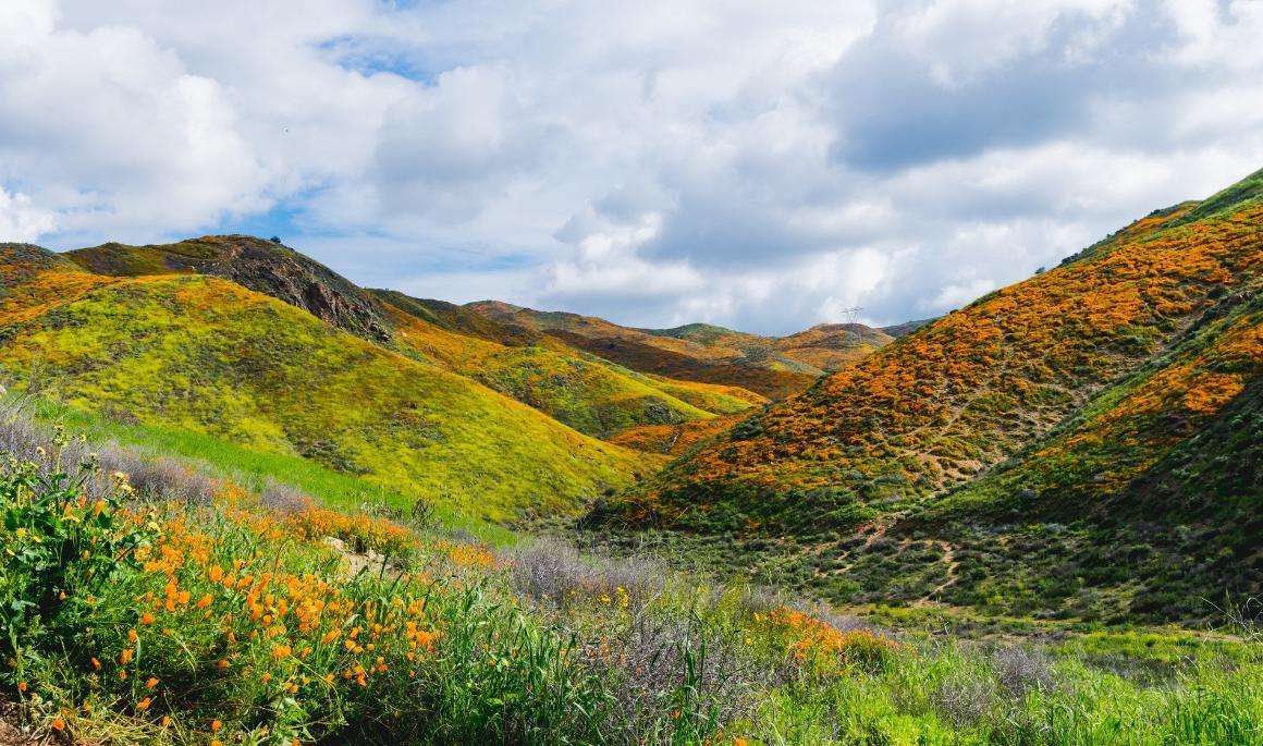 Hills with wildflowers