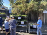 San Jose seedling distribution event in Fall 2023