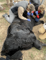 Virginia Matzek collecting a blood sample from a sedated black bear
