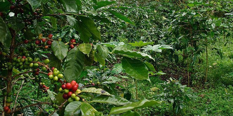 Shade-grown coffee in Nicaragua 