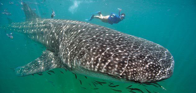 Whale shark: Courtesy of the Smithsonian Magazine image link to story