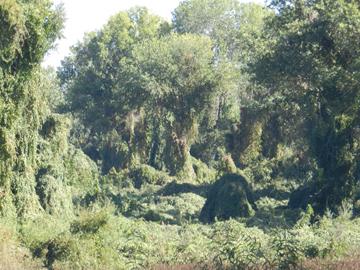 Riparian forests covered with woody vines in a Sacramento River slough. Photo by Virginia Matzek.