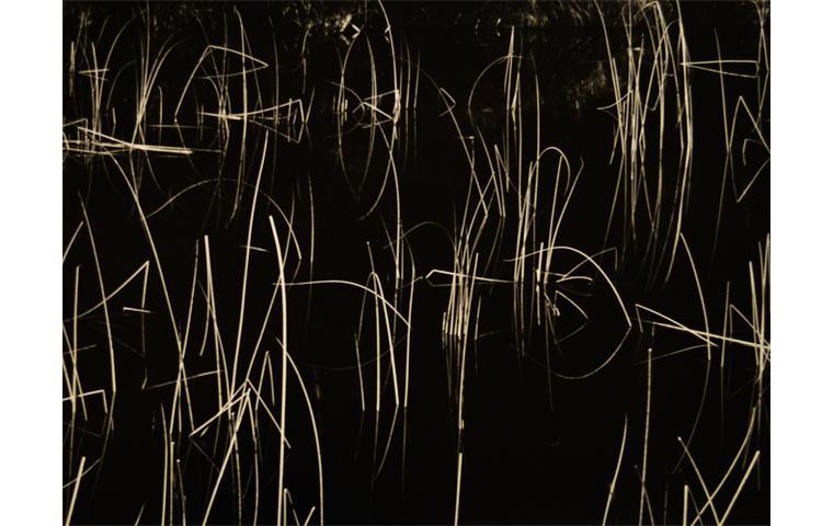 Black and white photograph of white reeds emerging in black waters.  