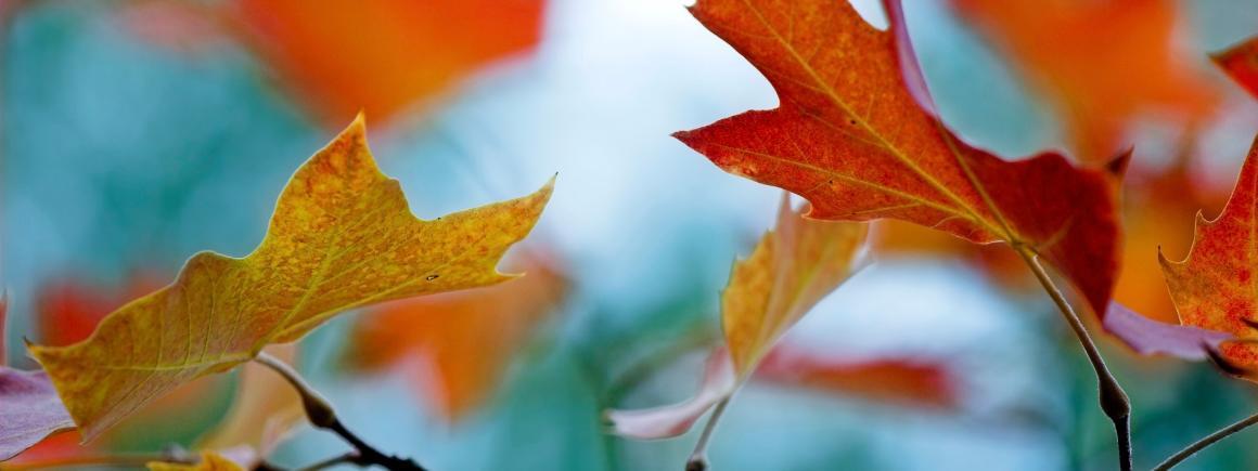 Banner of Autumn Leaves 