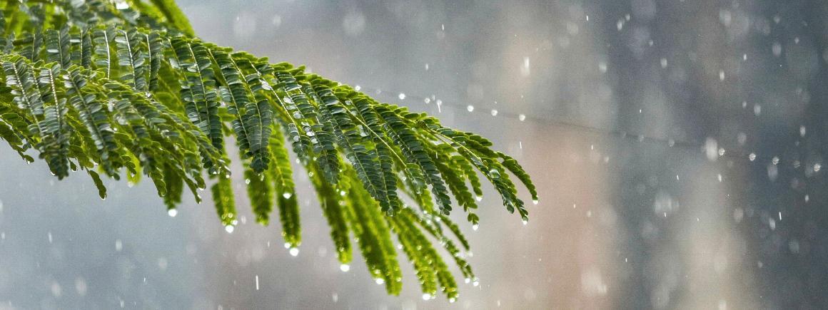 Banner of Evergreen branch in rain 