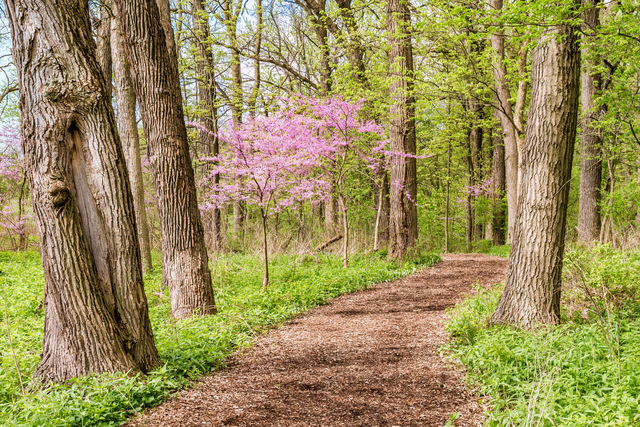 Forest with a pink tree 