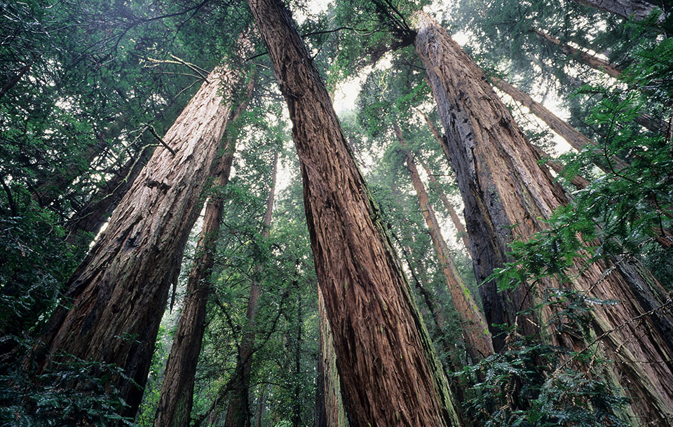 Giant redwoods in Muir Woods