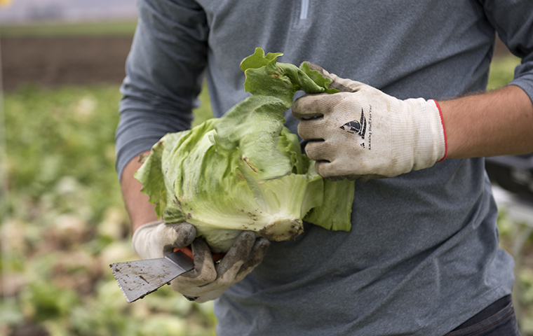 Gloved hands holding lettuce in a field