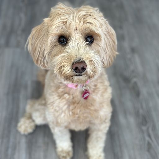 Small Goldendoodle looking at the camera and sitting on a grey, hardwood floor