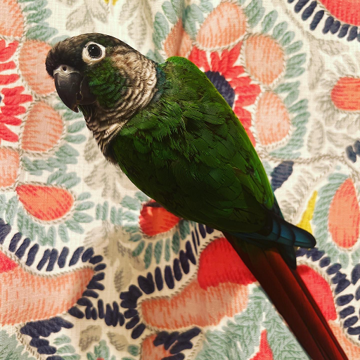 Green bird looking at camera and perched on a floral background