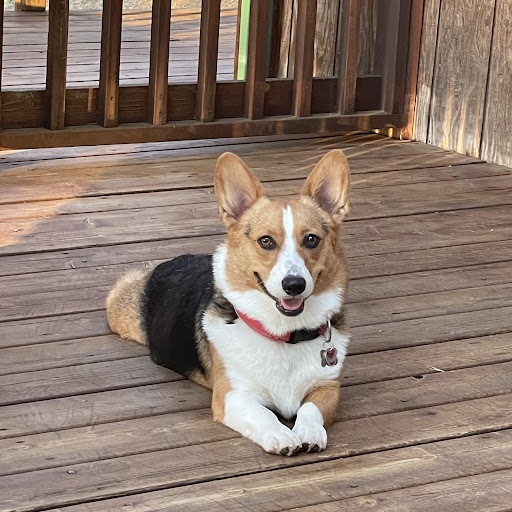 Corgi on a wood outdoor deck