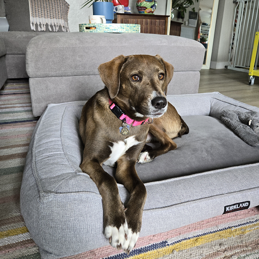 Brown and white dog looking at the camera while lying on a grey dog bed