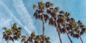 palm trees against a blue sky 