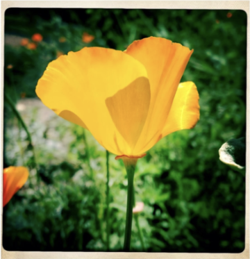 Screenshot of Film Square Print of Golden California Poppy image link to story