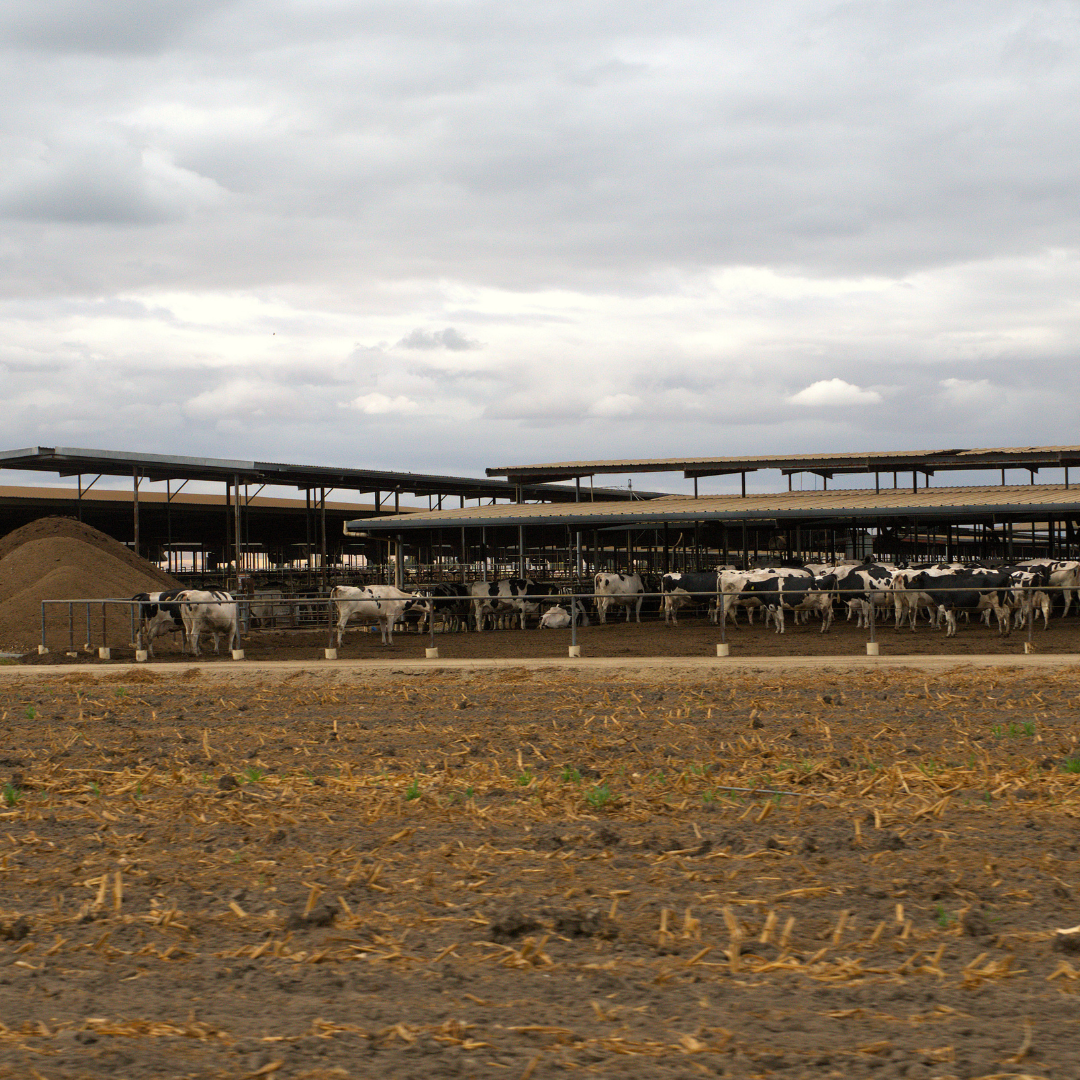 CAFOs in Central Valley 